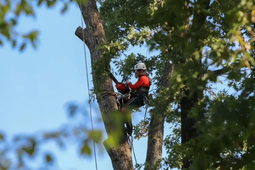 Tree_Removal_Amarill_Process
