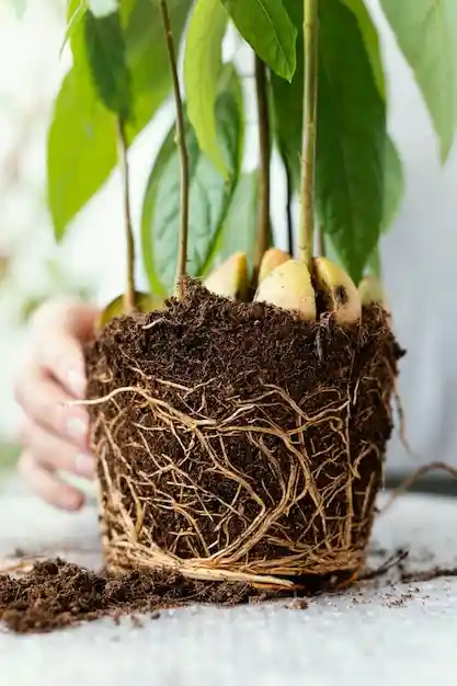 Tree Planting & Root Feedings in Amarillo